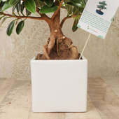 Buy Ficus Longisland Bonsai Plant Online