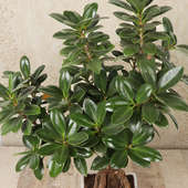 Order Ficus Longisland Bonsai Plant Online