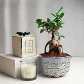 Buy Ficus Microcarpa Bonsai N Cardamom Aroma Candle Online 