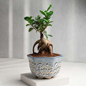 Send Ficus Microcarpa Bonsai N Cardamom Aroma Candle Online 