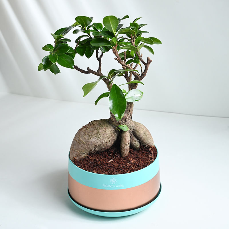 Ficus Microcarpa Bonsai Plant