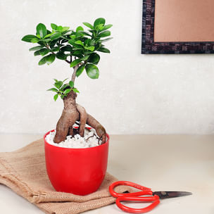 Ficus Microcarpa Plant