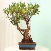 Ficus Old Roots Bonsai in a Vase