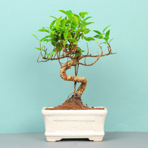 Ficus S Shape Bonsai Plant