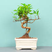 Ficus S Shape Bonsai Plant