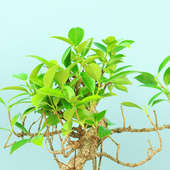 Ficus S Shape Bonsai Plant Online