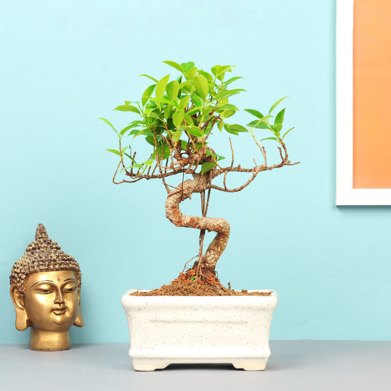 Buy Ficus S Shape Bonsai Plant Online