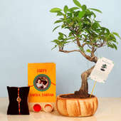 Ficus S Shape Bonsai With Rakhi - One Designer Diamond Rakhi with Roli and Chawal and Personalised Greeting Card and Bonsai Plant in Sunrise Brick Bonsai Tray