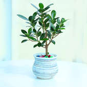 Ficusified Green Plant - Bonsai Plant Indoors in Designer Handi Vase