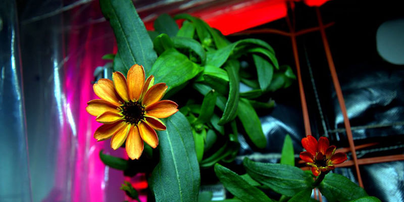 Know About The First Flower Grown in Space