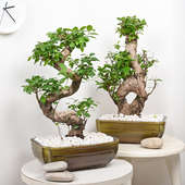 Ficus Infinite S Bonsai