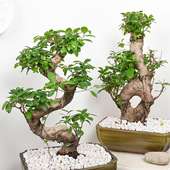 Buy Ficus Infinite S Bonsai Online