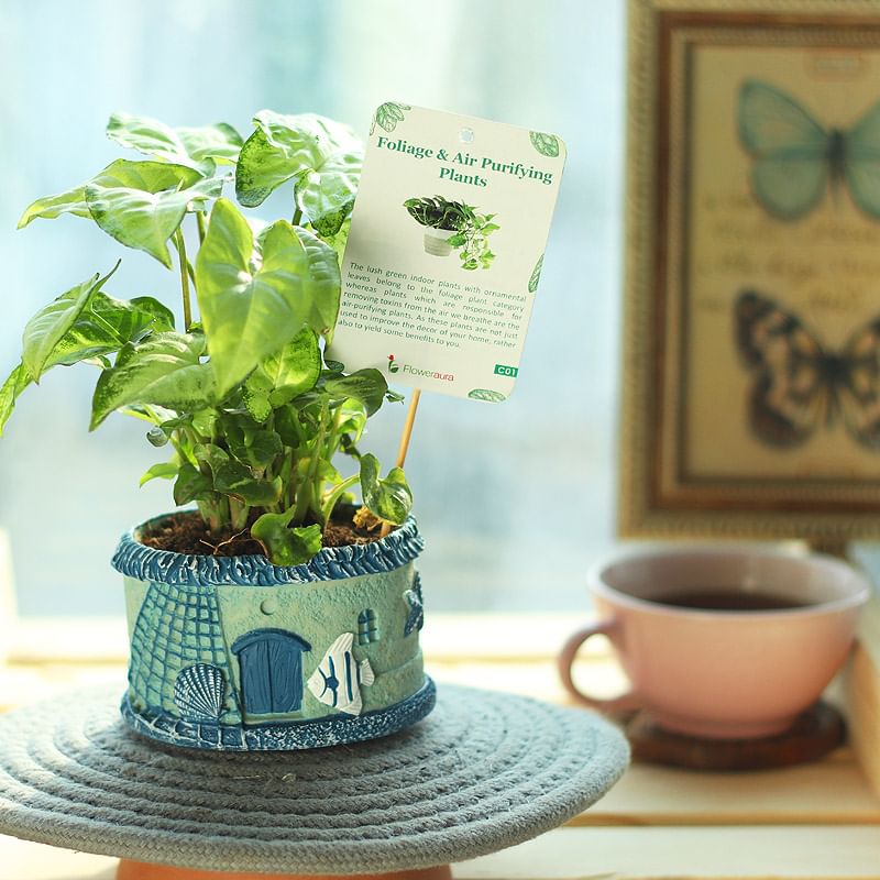 Fish Hut Syngonium Plant Online