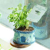 Fishy Vase Arrowhead Plant - Foliage Indoors Plant in Imported Fish House Vase