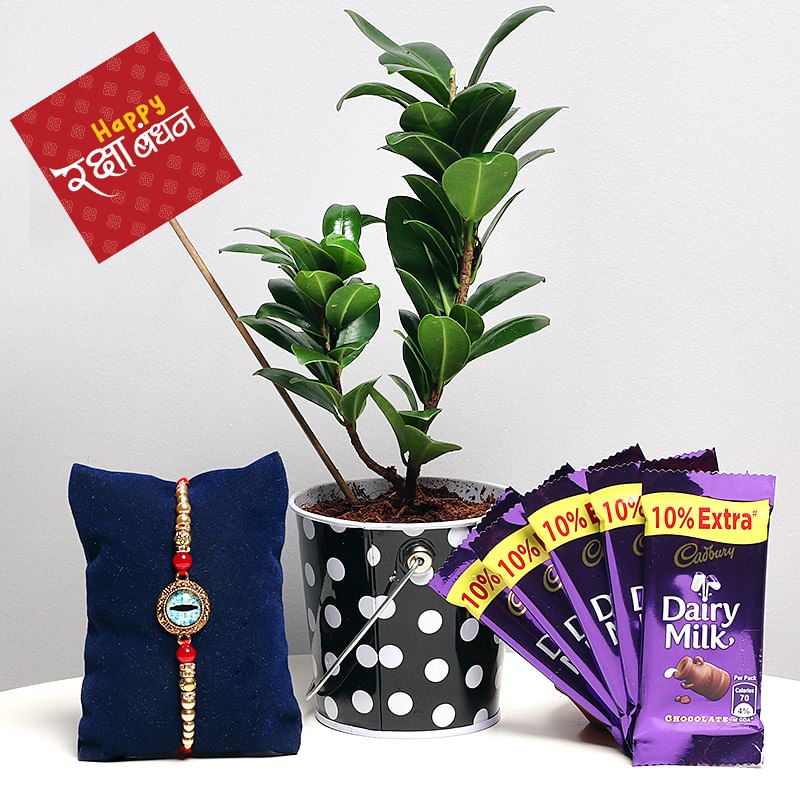 Foliage Indoor Plant Height - 5 Inches Approx with Polka Dot Bucket and One Designer Rakhi along with Four Cadbury Dairy Milks