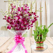 Floral Expressions Combo - A gift hamper of bunch of 6 Orchids and 3 tier lucky bamboo