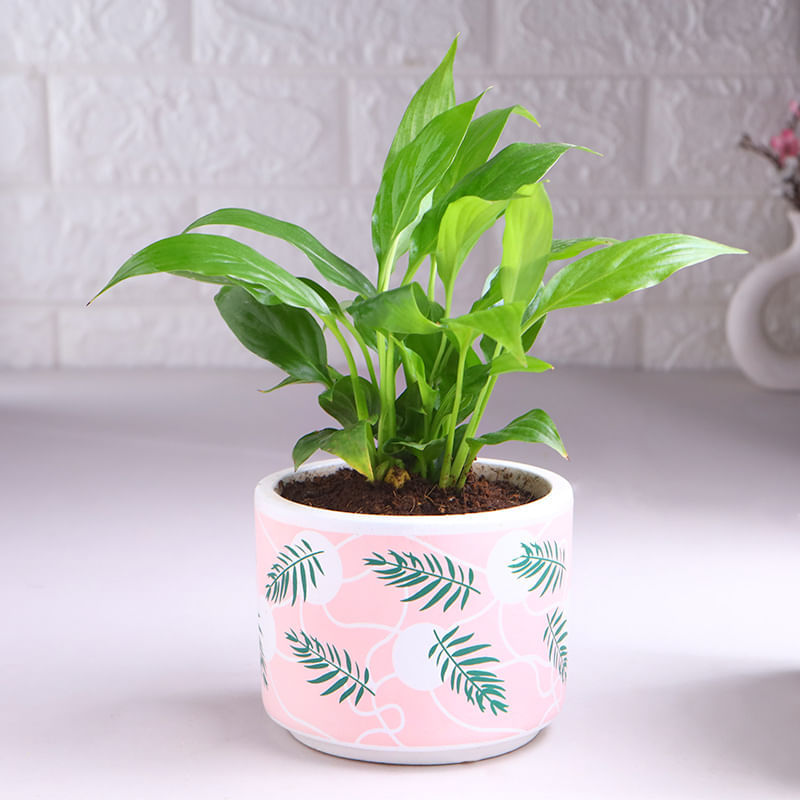 Product Image Video