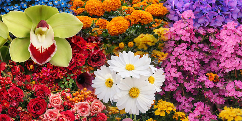 The Hidden Power of Colors: How Flower Color Influences Their Symbolic Meaning