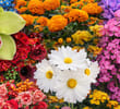 The Hidden Power of Colors: How Flower Color Influences Their Symbolic Meaning