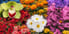 The Hidden Power of Colors: How Flower Color Influences Their Symbolic Meaning
