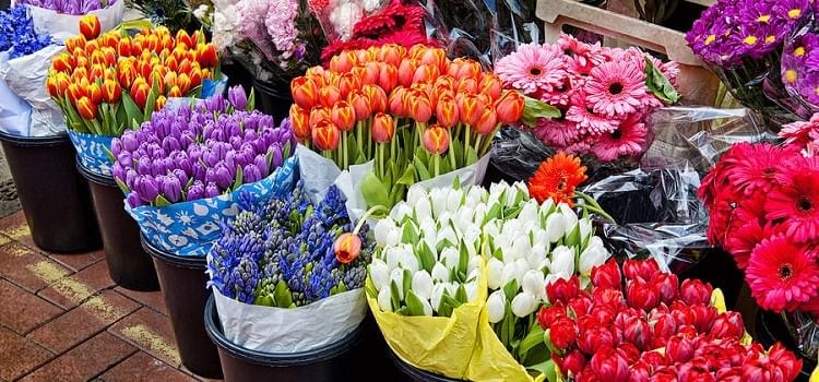 Wholesale Flower Market in Chandigarh