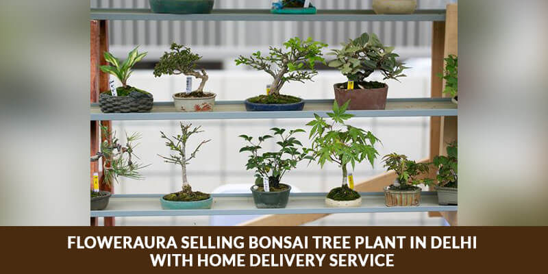 FlowerAura Selling Bonsai Tree Plant in Delhi with Home Delivery Service