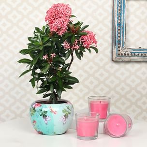 Flowering Ixora Plant