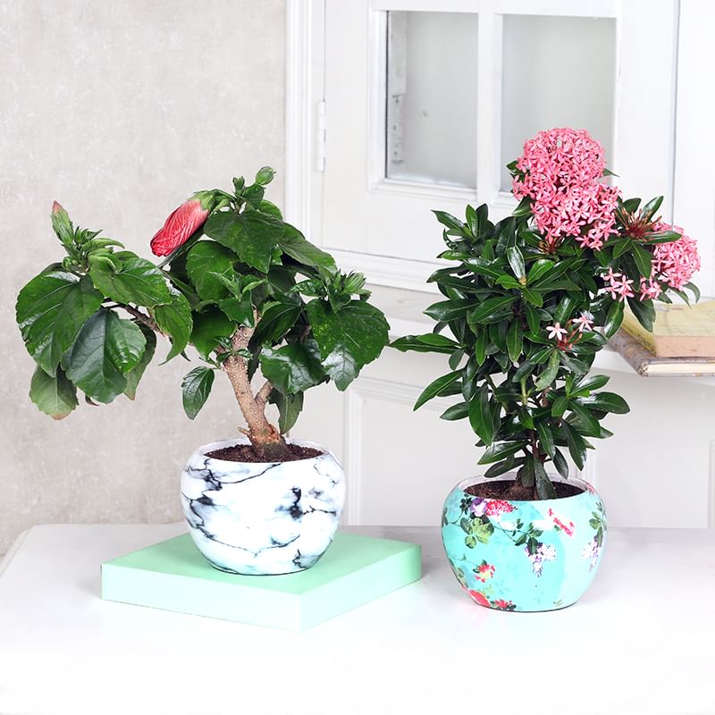 Ixora & Hibiscus Plant Combos Online