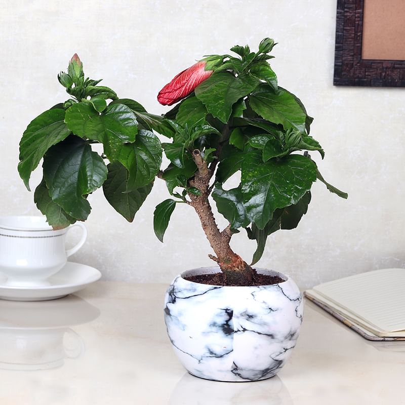 Buy Ixora & Hibiscus Plant Combos Online