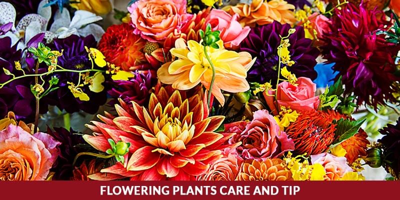 Blooming Plant Care and tips