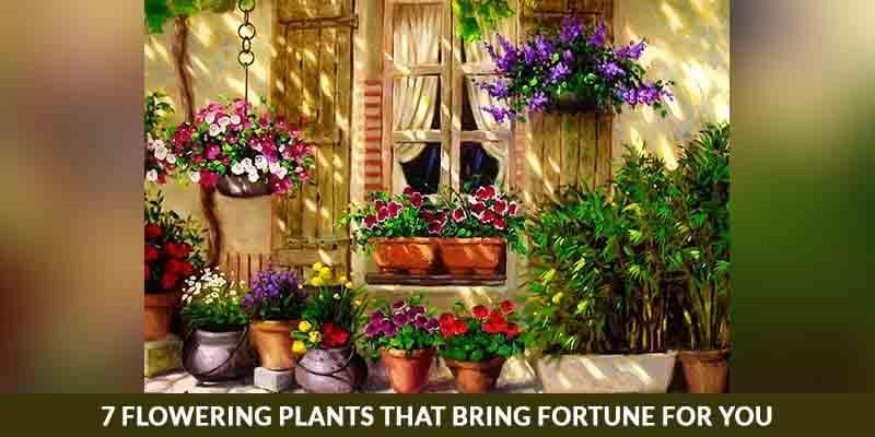 7 Flowering Plants that bring fortune for you