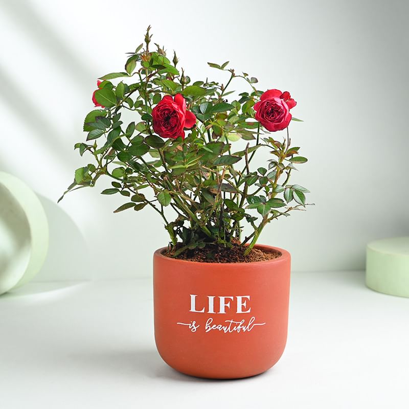 Flowering Red Rose Elegance In Terracotta Pot