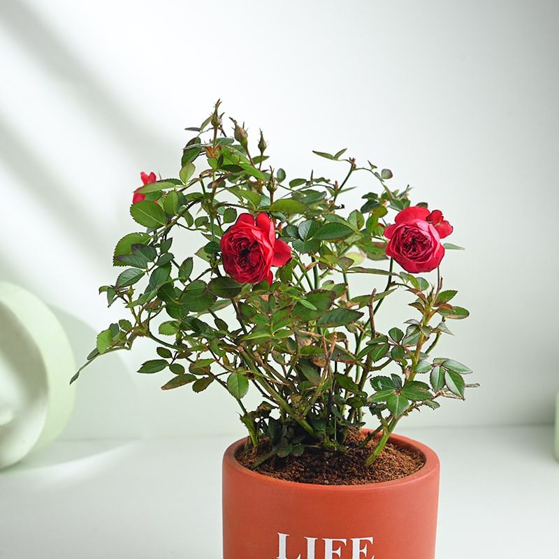 Red Rose Elegance In Terracotta Pot Online