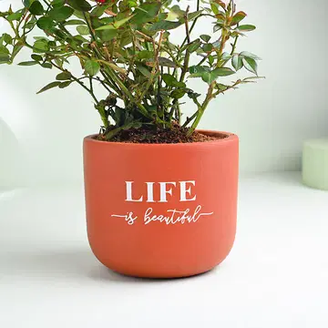 Send Flowering Red Rose Elegance In Terracotta Pot Plant Online, Price Rs.790 | FlowerAura