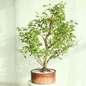 Flowery Murraya Bonsai Premium Plant