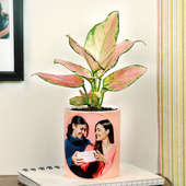 Aglaonema Lily Plant - Lovely Mother's Day Gift