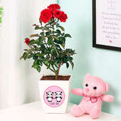 Valentine Day Combo Gift - Cute Teddy With Red Rose Plant