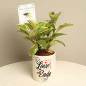 Love Confession With Peperomia Plant