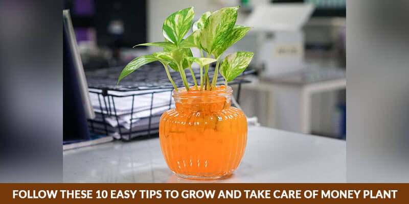 Follow These 10 Easy Tips to Grow and Take Care of Money Plant