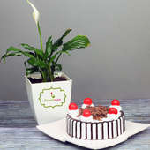 Peace Lily Plant with Black Forest Cake