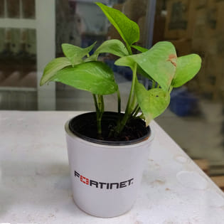 Fortinet Money Plant