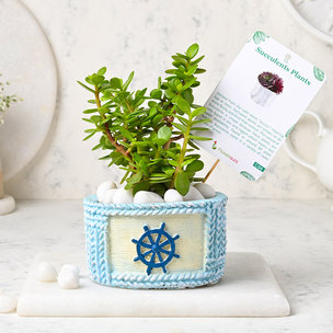 Fortuner Jade Plant Online - Succulent and Cactus Indoors Plant in Designer Sailor Vase