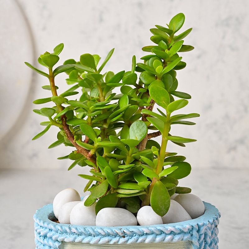 Fortuner Jade Plant Online - Succulent and Cactus Indoors Plant in Designer Sailor Vase