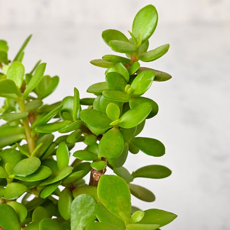 Fortuner Jade Plant Online - Succulent and Cactus Indoors Plant in Designer Sailor Vase