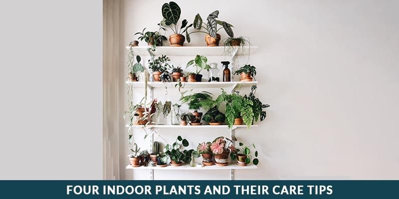 Four Under a Roof Plants and Their Care Tips