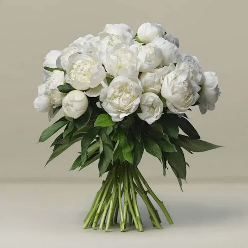 Grace In White Peonies