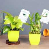 Buy Fresh Lucky Bamboo Combo - Good Luck Plant Indoor Online in Blossom Vases