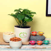 Fruity Money Combo - Good Luck Plant Indoors in Floweraura Rhonda Vase with Set of 5 Diyas and 500gm Almonds and Cashews in Potli