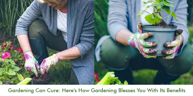 How Gardening Blesses You with Its Benefits