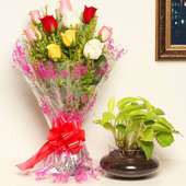Get Green - Good Luck Plant Indoors in Potouri Vase with Bunch of 10 Mixed Roses